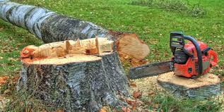 Best Tree Trimming and Pruning  in Spry, PA