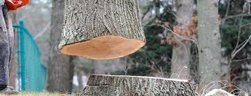 Trusted Spry, PA Tree Care Experts