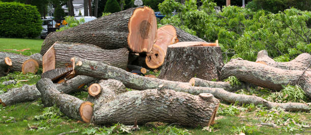 How Our Tree Care Process Works  in  Spry, PA