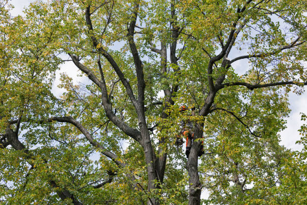 Best Hazardous Tree Removal  in Spry, PA